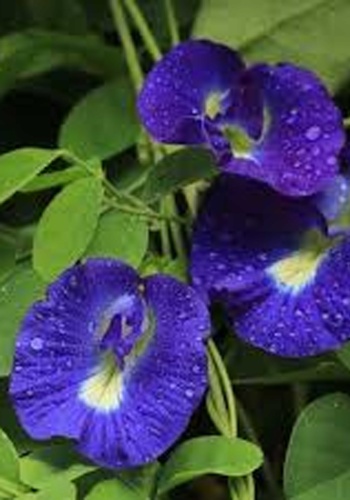 Clitoria ternatea Modrý čaj, Butterfly pea tea 20 semien